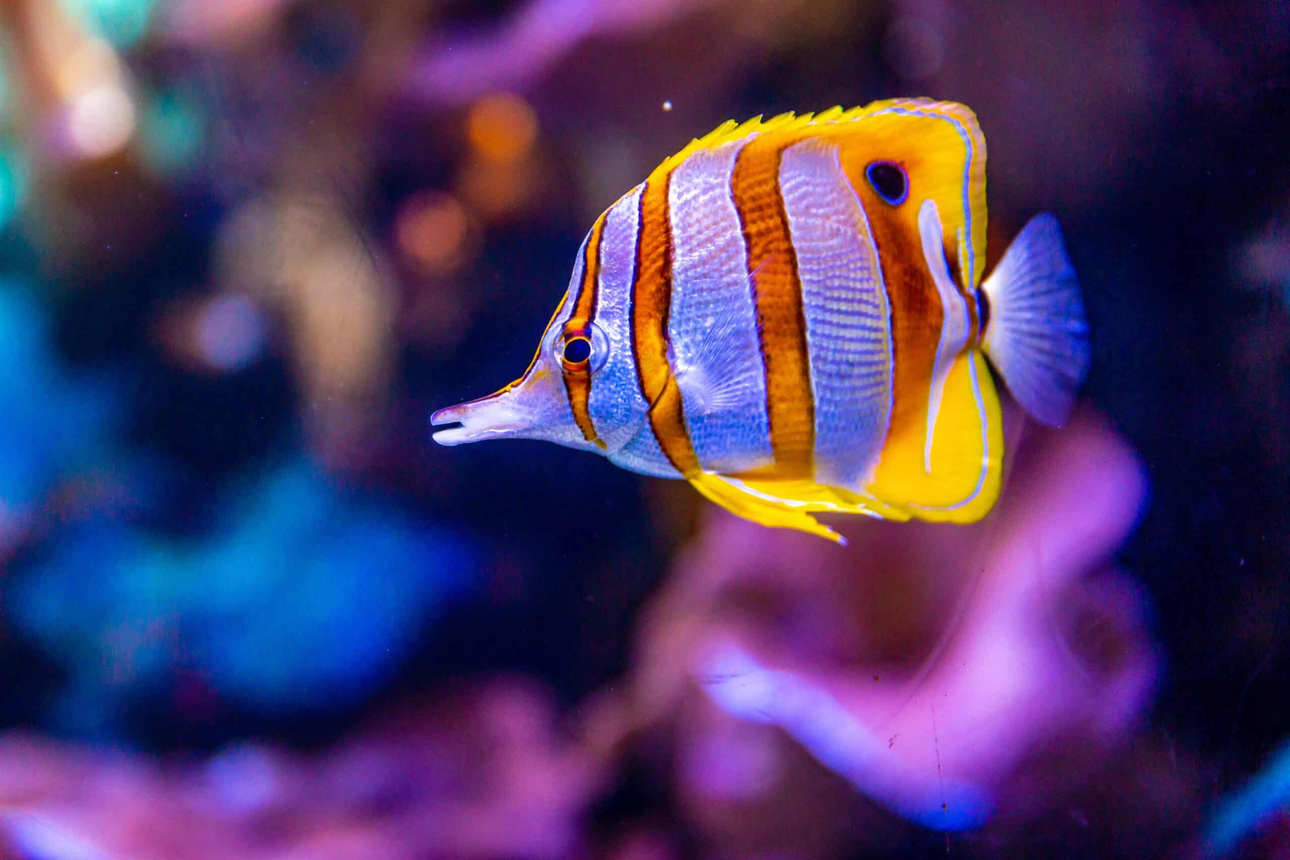 Copperband butterflyfish Waikiki Aquarium Honolulu Hawaii