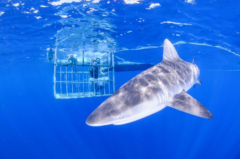 Diving with Sandbar Shark in Clear Waters of North Shore, Hawaii 1037442985