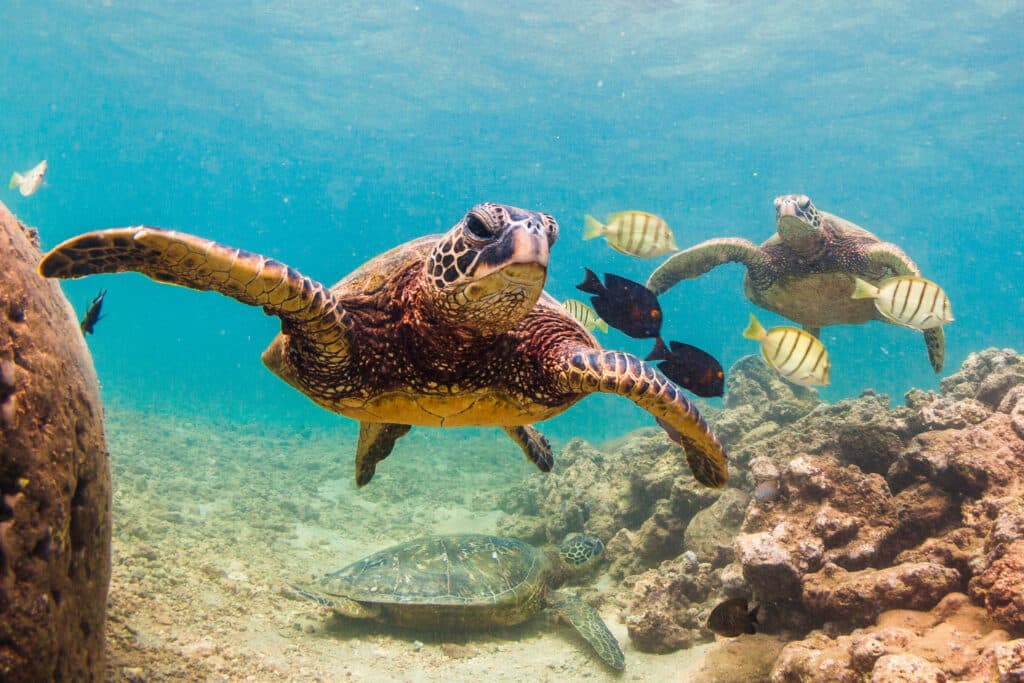 sea turtle in hawaii 557762512