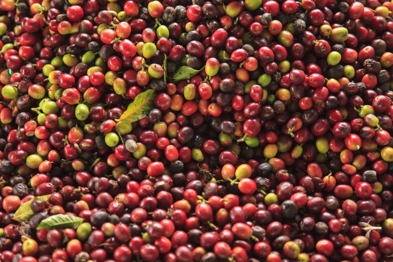 Fresh Kona coffee beans.