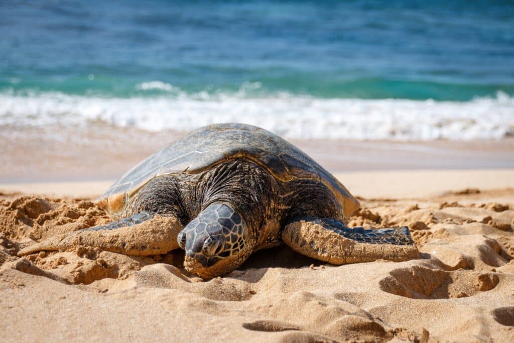 green sea turtle at Laniakea Beachhateii hawiia hawaii. hawaiii hawiaii hwaii hawaai hawall hawii hawwai hawwaii hawwii hiwaii haiwaii hawia hawwi 2521851245