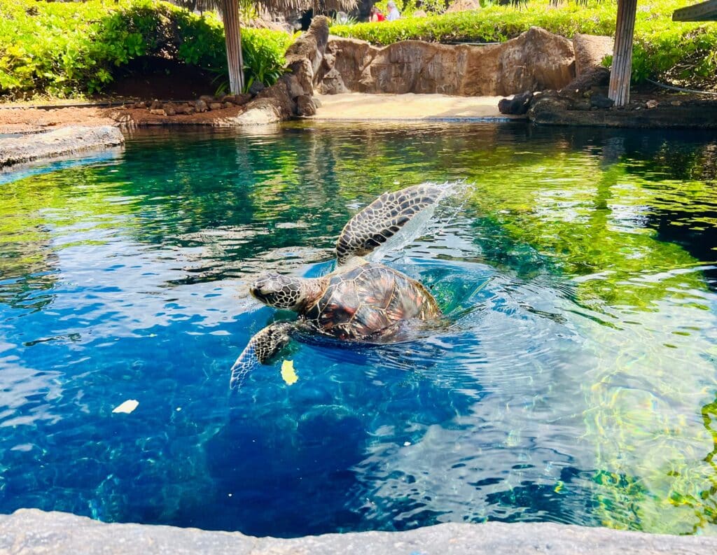 Green Sea Turtle (Maui Ocean Center)hateii hawiia hawaii. hawaiii hawiaii hwaii hawaai hawall hawii hawwai hawwaii hawwii hiwaii haiwaii hawia hawwi 2171523791