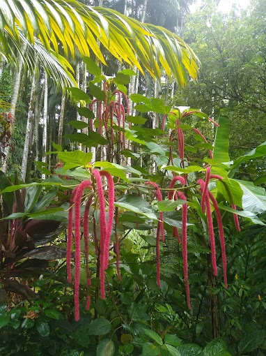 Local red chenille plant