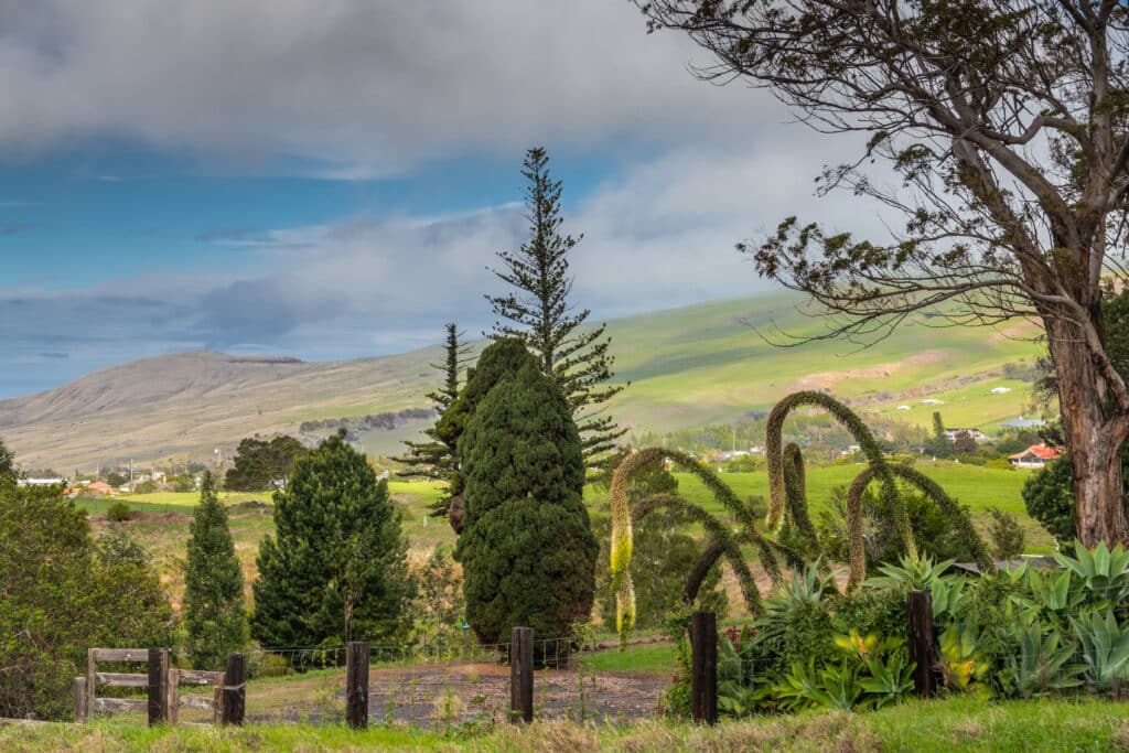 Parker Ranch headquartershateii hawiia hawaii. hawaiii hawiaii hwaii hawaai hawall hawii hawwai hawwaii hawwii hiwaii haiwaii hawia hawwi 1637741575