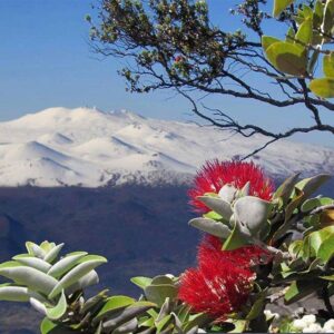 Red flower with snow on mountain in background.