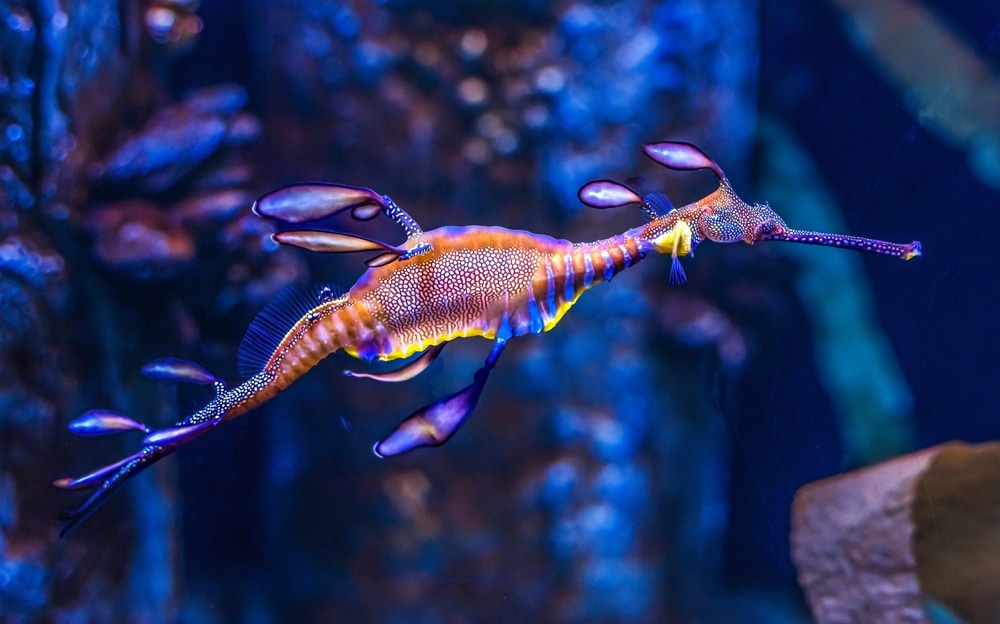 Waikiki Aquarium 